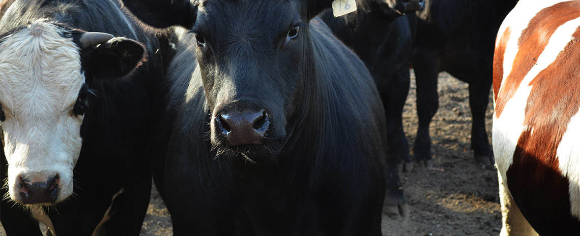 Steers for beef